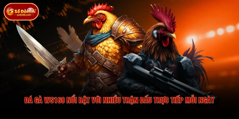 Đá gà WS168 nổi bật với nhiều trận đấu trực tiếp mỗi ngày