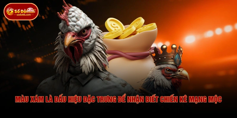 Màu xám là dấu hiệu đặc trưng để nhận biết chiến kê mạng Mộc