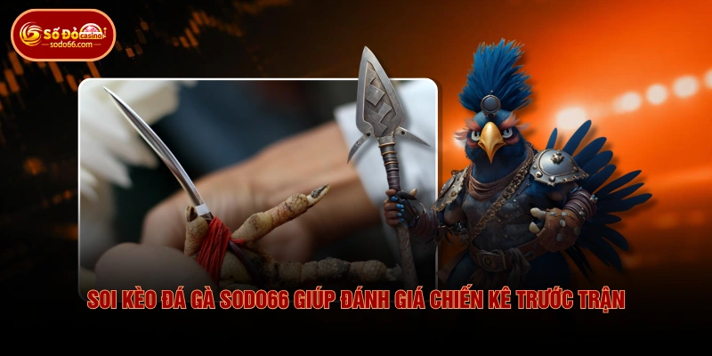 Soi kèo đá gà SODO66 giúp đánh giá chiến kê trước trận 